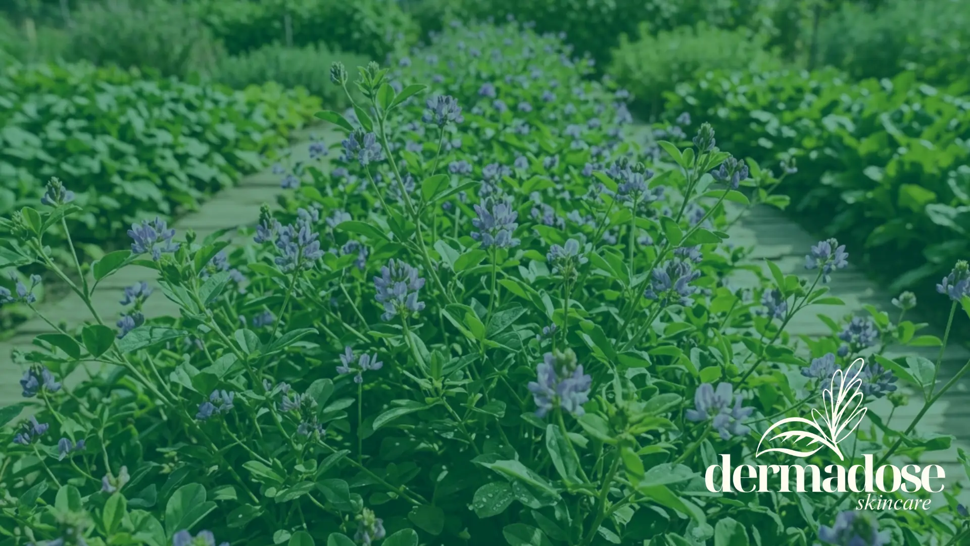 Planta de bakuchiol con flores moradas en jardín botánico, fuente natural del activo cosmético antiedad